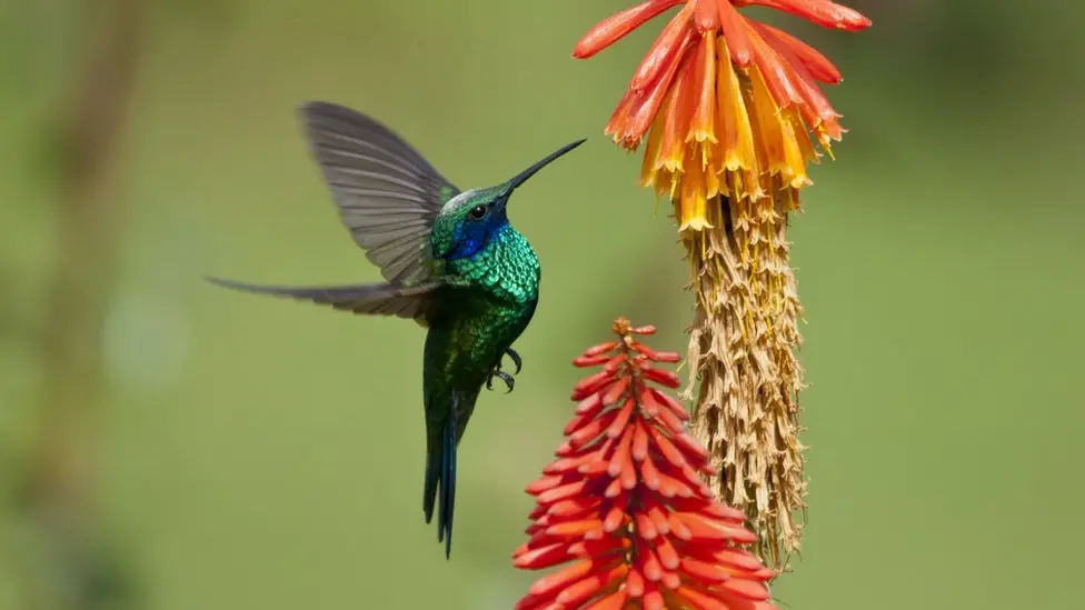 What is biodiversity and how can we protect it?