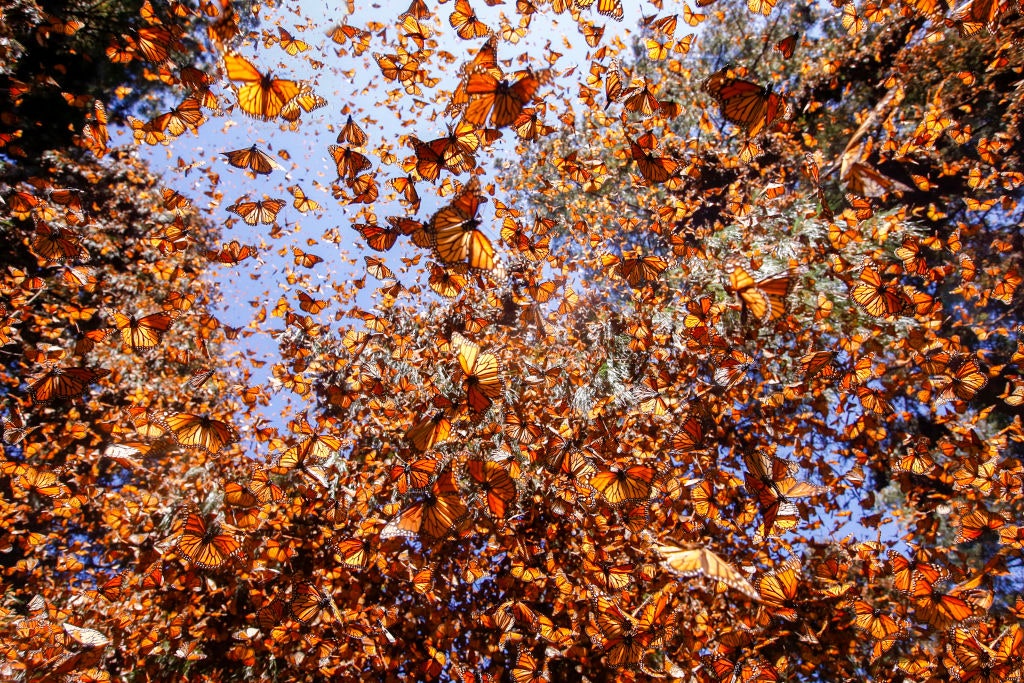 Climate Change Is Destroying Monarch Butterflies’ Winter Habitat